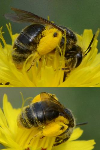 Andrena sp.